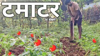 Tomato Farming 🍅🍅  Tamatar ki kheti  jitiyakikathaskc24 [upl. by Jew]