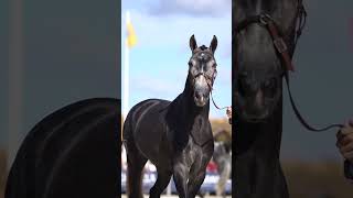 Golegã Horse Fair 2023  Highlights by Lusitano World [upl. by Dnalsor]