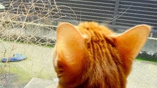 猫の後ろ頭を撮り続けてみました  the back of the cats head [upl. by Siramaj]