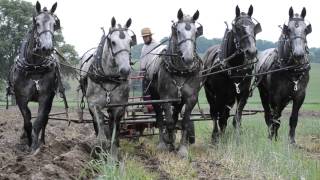 Percheron Horses Plowing Spring 2014 [upl. by Durr]