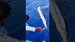 Huge ❤‍🔥 Sword Fish Catched In Fishing Line monsterfishcatch swordfish flying swordtails boarfi [upl. by Nerrag]