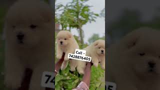 Chow chow puppies for sale in Delhi ncr newsong love music happypuppy perfectpaws pawfect [upl. by Mickey91]