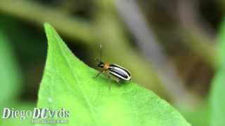 Diabrotica bivittula  Cucurbit Beetle Chrysomelidae → Galerucinae Leaf beetle species [upl. by Yard992]