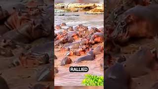 Hundreds of Hippos Attack a Crocodile The Shocking Reason shorts short [upl. by Yelyab]