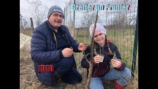 TUTO greffer un prunier  Contente de multiplier les variétés cultivées par mon arrière grand père [upl. by Aiuqenehs]