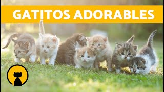 Vídeos de GATOS GRACIOSOS y ADORABLES 🐱 ¡Gatitos Maullando Jugando Llorando y Peleando [upl. by Algy]