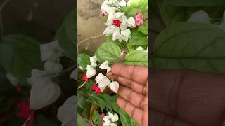 ஐய்யய்யோ ரத்தம் வருதே😳🤣Home garden vlogBleeding heart flowersnaturehealthylifestylrshorts [upl. by Lebasy]