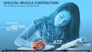 Muscle contraction  Sliding filament model [upl. by Gnanmos]