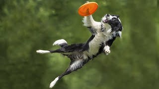 Border collies show off their talent in a Frisbee contest [upl. by Nitneuq]