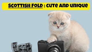 Get To Know The Scottish Fold Cat Why Theyre So Cute And Unique [upl. by Mialliw916]