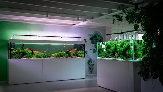 TWO AMAZING AQUARIUMS SCAPED BY FILIPE OLIVEIRA AT AQUAFLORA HEADQUARTERS NETHERLANDS [upl. by Acirem570]