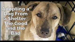 Adopting a Dog from a Shelter  The Good and the Bad [upl. by Assirt]