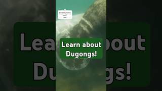 Do you know about Dugongs dugongs marinespecies [upl. by Africah]