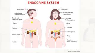 Endocrine System  Anatomy and physiology  Full Lecture 25 [upl. by Eedeed]