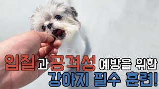 강아지 무는 버릇 고치기공격성과 입질을 예방하기 위한 필수 훈련은 [upl. by Stutzman]