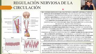 FISIOLOGÍA REGULACIÓN NERVIOSA DE LA CIRCULACIÓN y CONTROL RÁPIDO DE LA PRESIÓN ARTERIAL [upl. by Mellisa935]