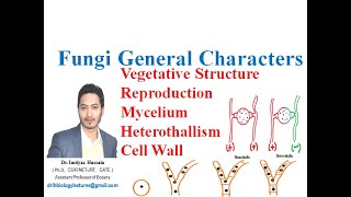 Fungi general characters hyphae mycelium heterothallism reproduction cell wall chitin [upl. by Theresa189]