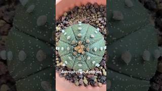 EasyBesttySucculent Plant A006 [upl. by Ayotna10]