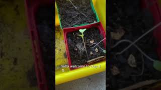 Day 25 of growing broccoli gardening growingplants growingveg [upl. by Einnov]