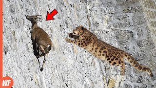 Leopard Attacks Goat and Quickly Pays the Price [upl. by Ielak]