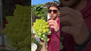 Brassica veggies are our favorite to grow on aeroponic tower farming gardening agriculture [upl. by Eissac]