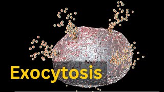 Exocytosis Bulk transport across cell membrane [upl. by Kallman440]