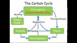 Carbon amp Nitrogen Cycles GCSE Combined Science Biology [upl. by Adnilak270]