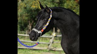 Straight Egyptian Black Arabian Mare HU JASAMEENNA at Hughes Arabians USA [upl. by Nnayr89]