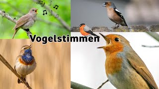 17 Vogelarten und ihr Gesang  17 bird species and their song 1 vogel [upl. by Letnwahs]