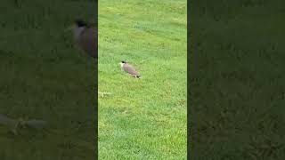 Limping plover [upl. by Joost794]