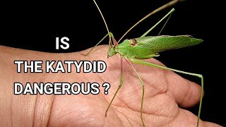 Can Katydid Bugs Bite You insect  Katydid  Leaf Bug  holding Animal in wild nature wildlife [upl. by Belvia]