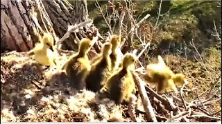 Decorah Goose Cam  GOSLINGS TAKE A LEAP OF FAITH amp JUMP OFF NEST 🐥🐥🐥🐥🐥🐥 41524 [upl. by Reeva460]