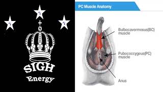 BC and PC Workout Automated BC and PC Workout EXTREMELY POWERFUL Energetically Programmed [upl. by Tocci236]