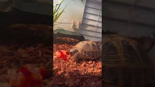 My tortoise eating strawberries [upl. by Ardene]