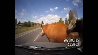 Dashcam Footage of Car Hitting Cows While They Are in The Act [upl. by Aisatana]