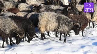 KlugscheisserWissen über Heidschnucken im Schnee [upl. by Lleznov]