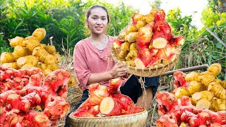 Galangal Root Harvest Fresh Spice for Flavorful Daily Dishes [upl. by Atilek551]