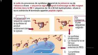 Cytologieبالعربية  5 Système endomembranaire  Part 2 Réticulum endoplasmique Granuleux REG [upl. by Jeno]