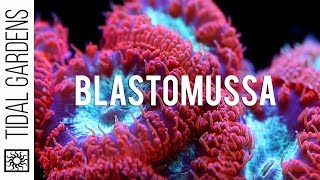 A secret crush on Blastomussa Pineapple Corals [upl. by Pax929]