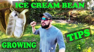 Everything You need to Know  Ice Cream Bean Tree [upl. by Prentiss]