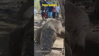 Pulau Komodo komodoisland komodo travel indonesia shortvideo short shortsvideo [upl. by Durman]