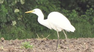 Airone bianco Maggiore a caccia di lombrichi e vermi [upl. by Flyn374]