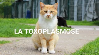 PARASITOMYCOLOGIE🪱 COMPRENDRE TOXOPLASMOSE EN 40 min 😸🐱 [upl. by Elodia]