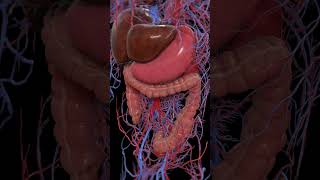 Peristalsis of the large intestine 3dmodel anatomy meded [upl. by Cummings]