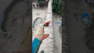 Macaw parrot KO laynay kuch log mini zoo may aa gay [upl. by Inat]