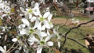 Amelanchier canadensis muchovník kanadský [upl. by Millwater154]