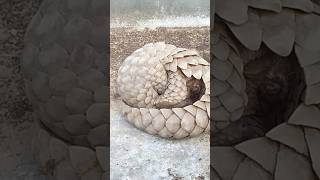 How Do Pangolins Protect Themselves from Predators shortvideo [upl. by Atil]