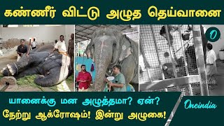 Thiruchendur Elephant Attack கண்ணீர் விட்டு அழுத தெய்வானையானைக்கு மன அழுத்தமா ஏன் [upl. by Helprin]