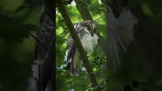 Juvenile buzzard cleaning its plumage 🦅 [upl. by Rossuck]