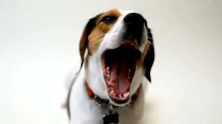 Beagle Nose Work A Beginners Guide to Training [upl. by Emmalynn238]